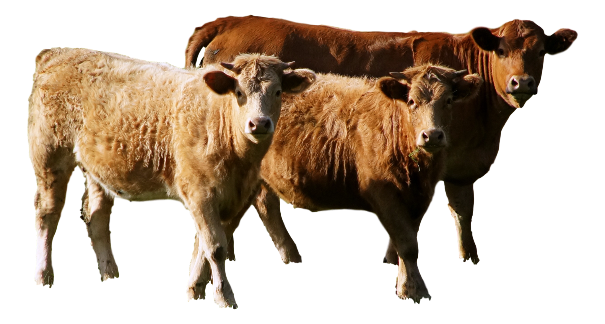 Rumänische Arbeitskräfte Landwirtschaft - leiharbeit-osteuropa.com